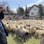 Mieszanie owiec u bacy Piotra Kohuta w Koniakowie