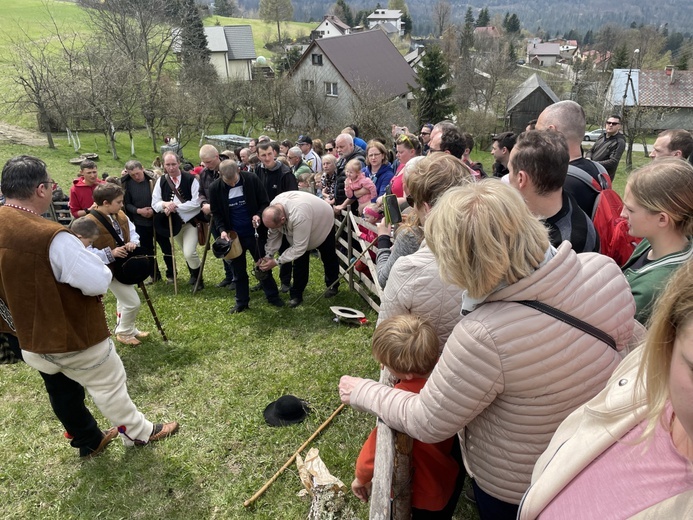 Mieszanie owiec u bacy Piotra Kohuta w Koniakowie