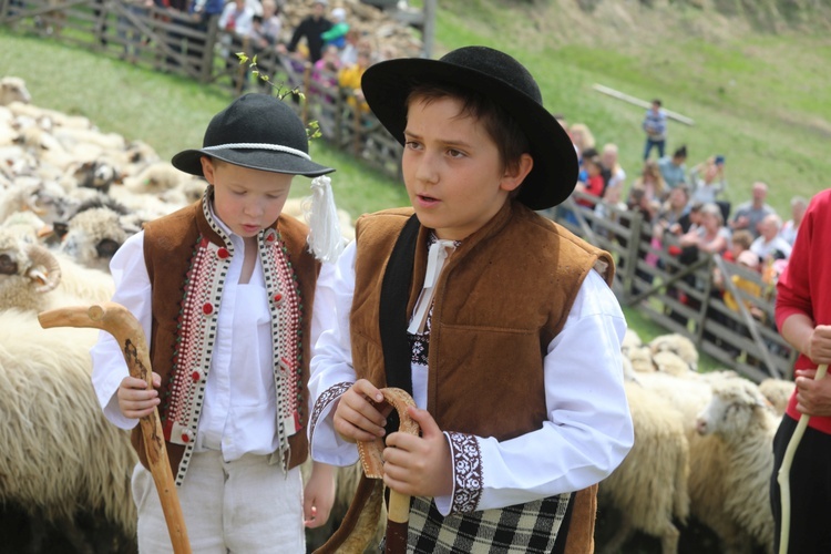 Mieszanie owiec u bacy Piotra Kohuta w Koniakowie