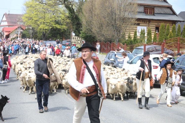 Baca Piotr Kohut poprowadził stado przez Koniaków.