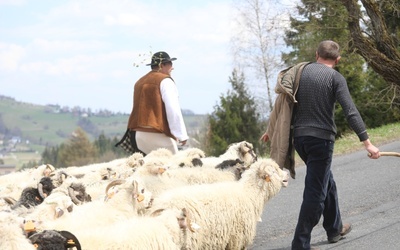 Owce za pasterzem dotarły na Ochodzitą.