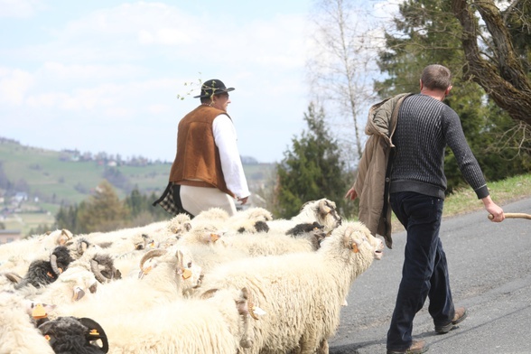 Owce za pasterzem dotarły na Ochodzitą.
