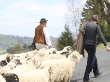 Owce powędrowały za pasterzem na Ochodzitą