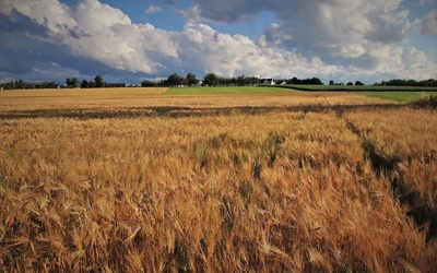 Wywołany przez Rosję głód może przynieść więcej ofiar niż wojna na Ukrainie