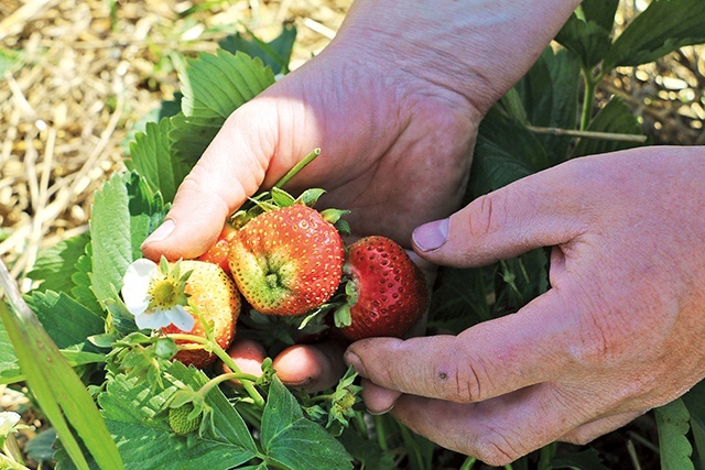 Owoce uprawiane  na ponad 4200 ha trafiają na targowiska całego kraju oraz Europy.