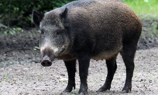 Coraz więcej problemów z dzikami w Rzymie i w okolicach