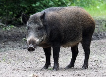 Coraz więcej problemów z dzikami w Rzymie i w okolicach