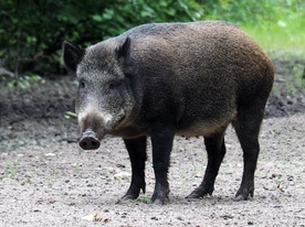 Coraz więcej problemów z dzikami w Rzymie i w okolicach