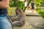 Małpia ospa jest już w 24 krajach, ponad 400 potwierdzonych przypadków