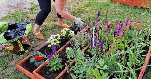 Akcja "Zatrzymać zapylacze" w Niekłonicach