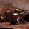 Potwierdzenie odkrycia nowego gatunku żaby wymagało złapania kilku osobników i zbadania ich DNA