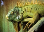  Gryfy, smoki, jednorożec  i dziki mąż