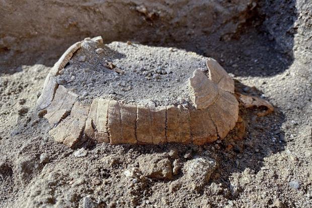 Pompeje. Żółw, który nie zdążył złożyć jaja