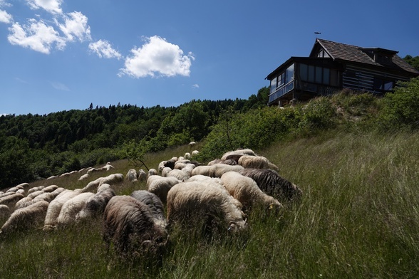 Ochotnica Górna. 700 owiec pod Gazdówką Wojtyłową