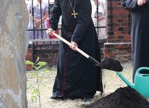 ▲	Symbolem uroczystości jubileuszowych jest dąb papieski, który zasadzono na placu przed kościołem.