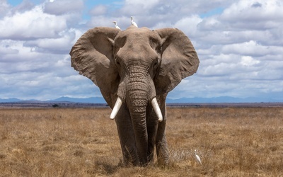 Geny słoni doskonale chronią je przed rakiem