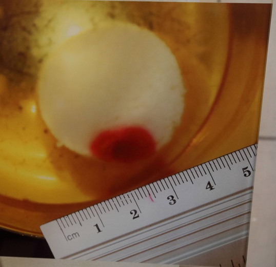 Legnica miejsce cudu eucharystycznego