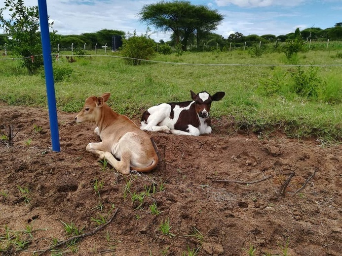 Izabela Tobiasiewicz z Brzeszcz rusza na misje do Tanzanii