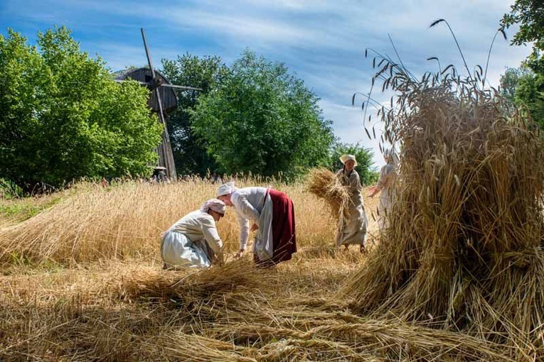 Żniwa w skansenie.