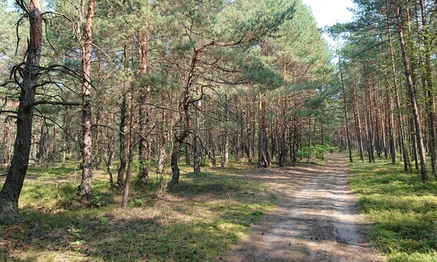 Lasy woj. łódzkiego można teraz zwiedzać z niemapą