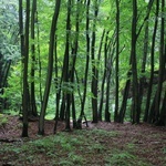 Wycieczka śladami dawnych pustelni i pustelników z Góry Świętej Anny