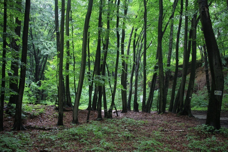 Wycieczka śladami dawnych pustelni i pustelników z Góry Świętej Anny