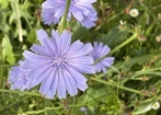 Pokora