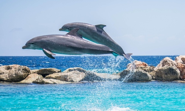 Ponad 5 tys. delfinów zginęło w Morzu Czarnym od początku rosyjskiej inwazji na Ukrainę