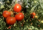 Pomidory z opactwa