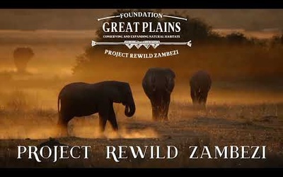 GREAT PLAINS | Project Rewild Zambezi