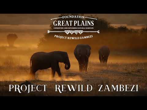 GREAT PLAINS | Project Rewild Zambezi