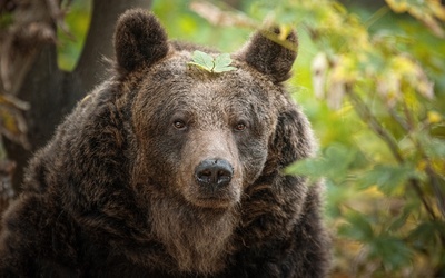 Wrocławski oddział IPN adoptował niedźwiedzia w zoo. Dlaczego?