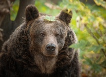 Wrocławski oddział IPN adoptował niedźwiedzia w zoo. Dlaczego?