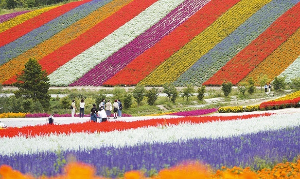 Łąki jak malowane, czyli ogród kwiatowy Shikisai-no-oka.
30.08.2022 Hokkaido, Japonia