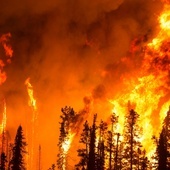 Tegoroczne pożary lasów przyniosły już ponad 43 mln zł strat