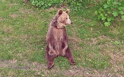 ▲	Samica z wrocławskiego zoo zostanie objęta opieką finansową.