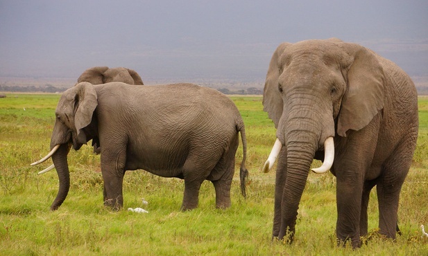 Słonie rozumieją więcej niż przypuszczaliśmy