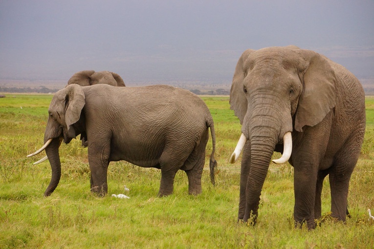 Słonie rozumieją więcej niż przypuszczaliśmy