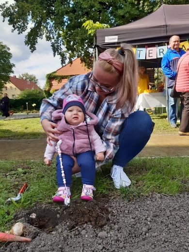 Sadzenie żonkili w dzierżoniowskim ZOL-u