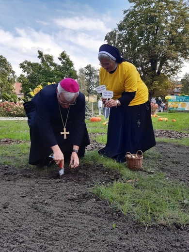 Sadzenie żonkili w dzierżoniowskim ZOL-u