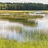 W okolicach stawów  Echo natknąć się można na tabun wolno żyjących  koników polskich.