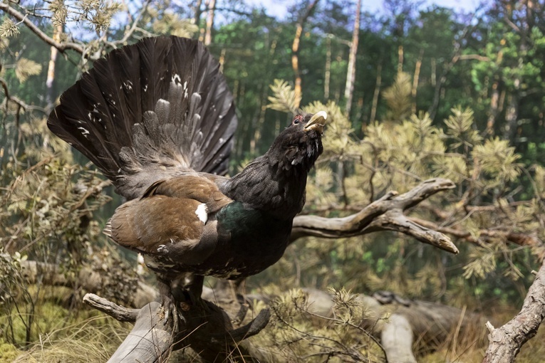 Roztoczański Park Narodowy