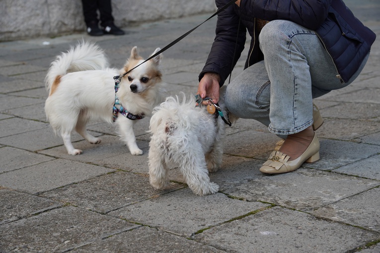 Błogosławieństwo zwierząt w dzień św. Franciszka z Asyżu