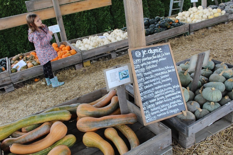 Z wizytą na farmach dyniowych