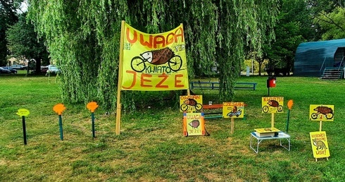 Katowice. Święto Jeża i ich obrońca z PKM Katowice