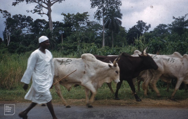 Fulani to hodowcy