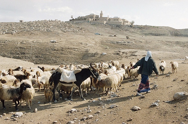 Pasterze w Izraelu wypasali przede wszystkim owce, czyli zwierzęta odporne, wytrzymałe, zdolne do życia na terenach pustynnych