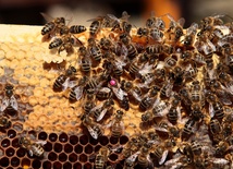  Zbliża się diecezjalna pielgrzymka pszczelarzy 