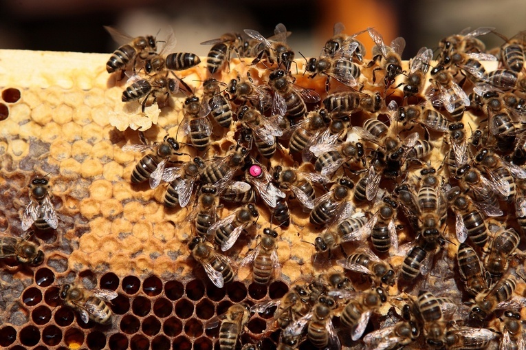  Zbliża się diecezjalna pielgrzymka pszczelarzy 