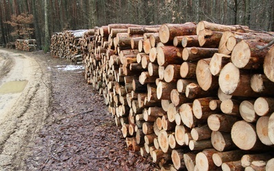 Niemcy: Branża drzewna w kryzysie